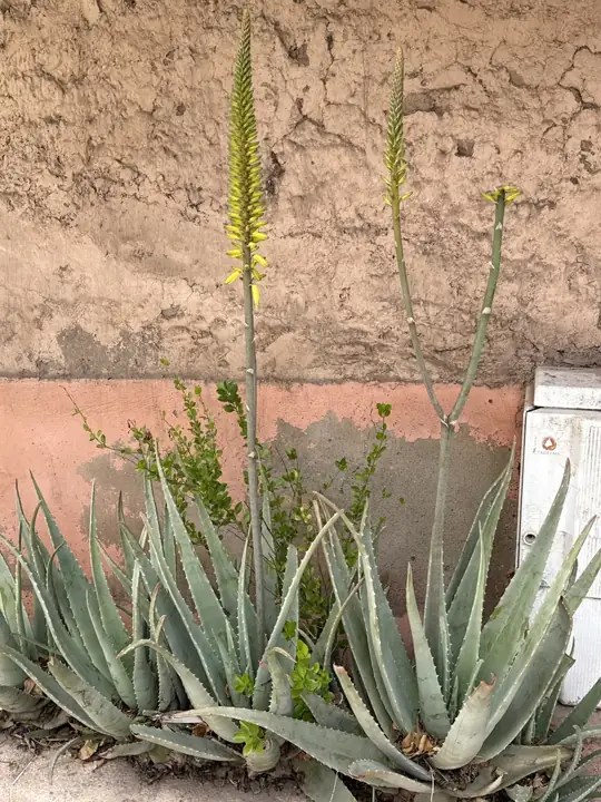 Graugrüne Aloe-Rosetten mit gezähnten Blättern und hohen gelben Blütenständen vor einer Mauer