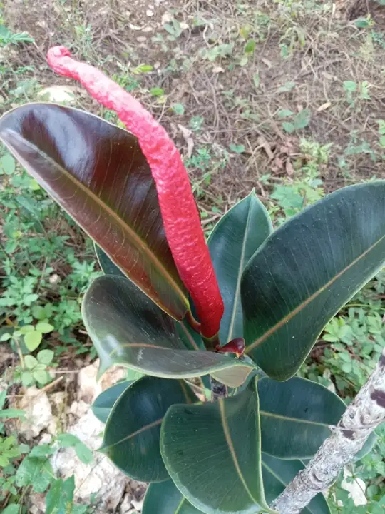 Rubber plant with thick, dark burgundy leaves and a red sheath around a new leaf