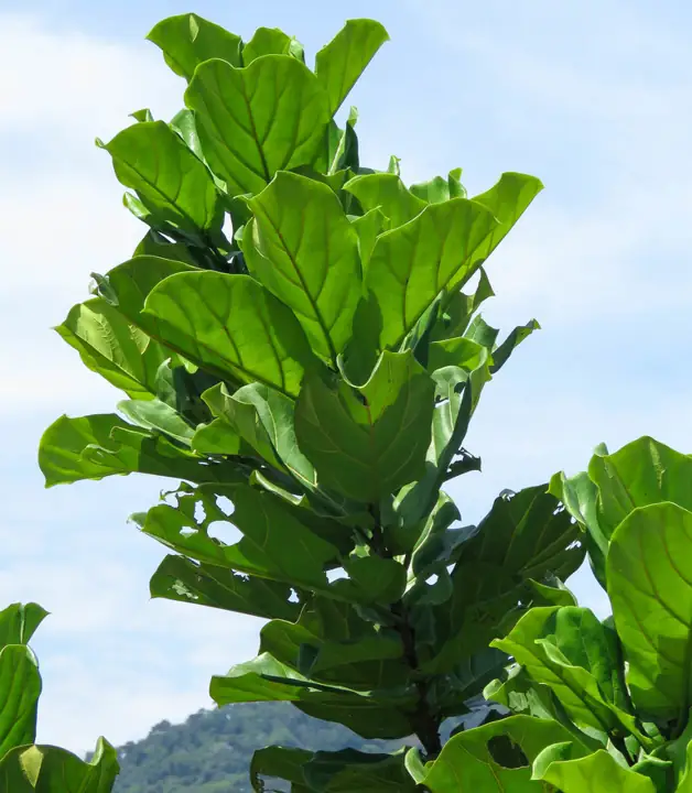 Ficus lira con grandes hojas onduladas en forma de violín contra un cielo azul