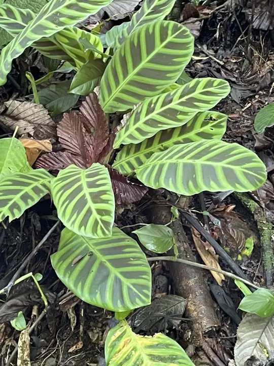 Calathea-Blätter mit dunkel- und hellgrünen Streifen auf dem Waldboden