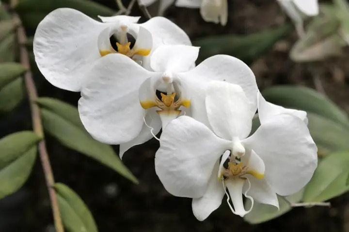 Flores blancas de orquídea mariposa con labelo marcado de amarillo, fotografiadas en un árbol al aire libre
