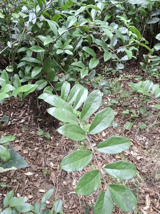ZZ plant stems with glossy, oval leaflets in two rows, growing in leaf litter outdoors
